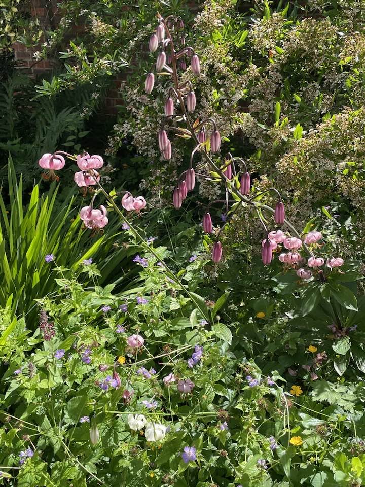 Great Comp Garden